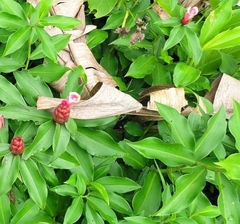 Costus atlanticus