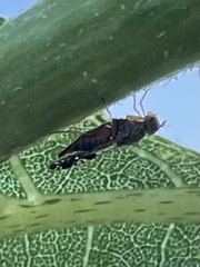 Neotephritis finalis