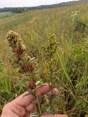 Lespedeza leptostachya