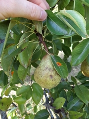 Pyrus