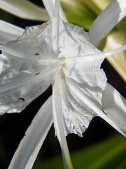 Hymenocallis jaliscensis