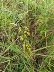Lespedeza leptostachya