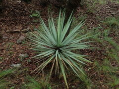 Asparagaceae