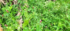 Costus atlanticus