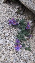 Linaria alpina