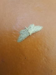 Idaea atlantica