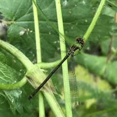 Erythromma najas