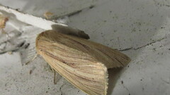 Mythimna oxygala