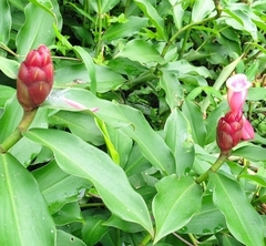Costus atlanticus