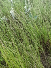 Muhlenbergia cuspidata