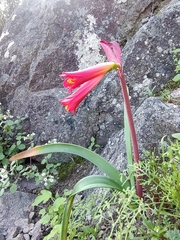 Phycella cyrtanthoides