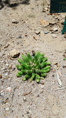 Mammillaria longimamma