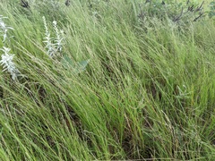 Muhlenbergia cuspidata