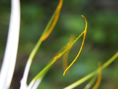 Hymenocallis jaliscensis