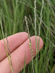 Muhlenbergia cuspidata