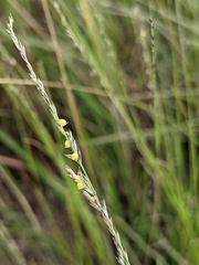 Muhlenbergia cuspidata