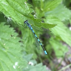 Coenagrion hastulatum