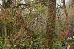 Aegithalos concinnus