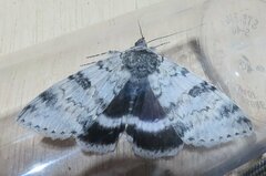Catocala relicta