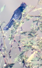 Phainopepla nitens