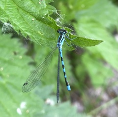Coenagrion hastulatum