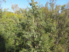 Callitris rhomboidea