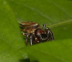Thiania