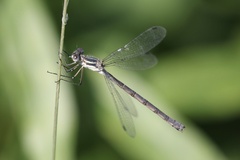 Lestes disjunctus