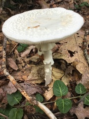 Amanita abrupta