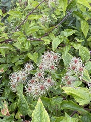 Clematis vitalba