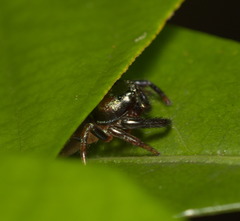 Thiania