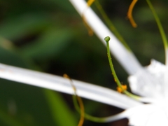 Hymenocallis jaliscensis