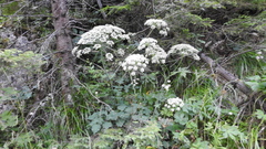 Laserpitium latifolium