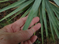 Asparagaceae