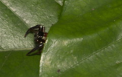 Thiania