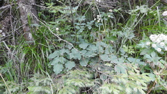 Laserpitium latifolium