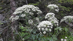 Laserpitium latifolium