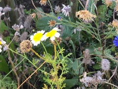 Glebionis coronaria