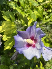 Hibiscus syriacus