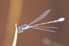 Ischnura cervula