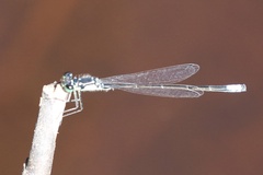 Ischnura cervula