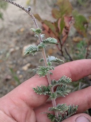 Dalea villosa