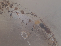 Crematogaster scutellaris