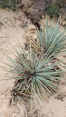 Yucca angustissima