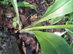 Hymenocallis jaliscensis