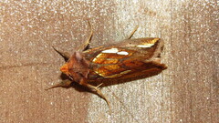 Plusia putnami