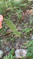 Quercus muehlenbergii