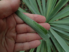 Asparagaceae