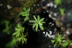 Calymperastrum latifolium