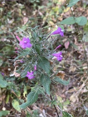 Ruellia inundata